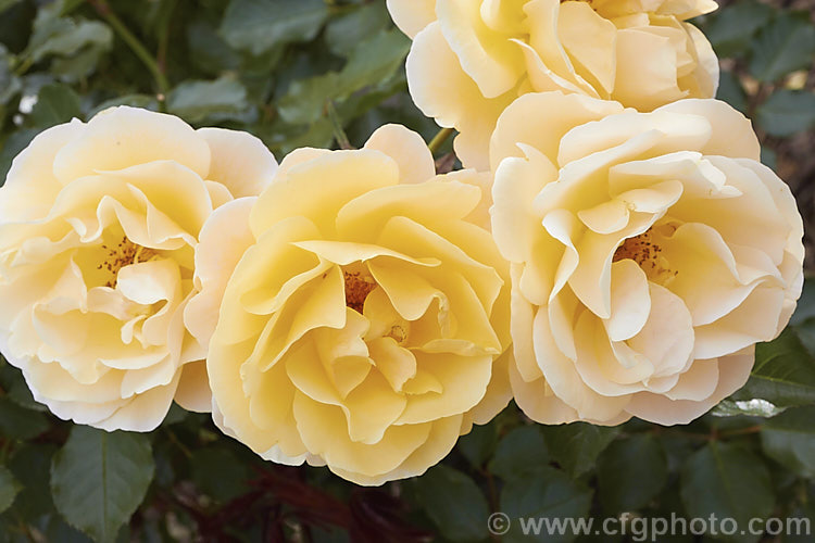Rosa 'Wine. Buff', a Cluster-flowered (<i>Floribunda</i>) shrub rose of uncertain origins, probably. New-Zealand raised. Order: Rosales, Family: Rosaceae