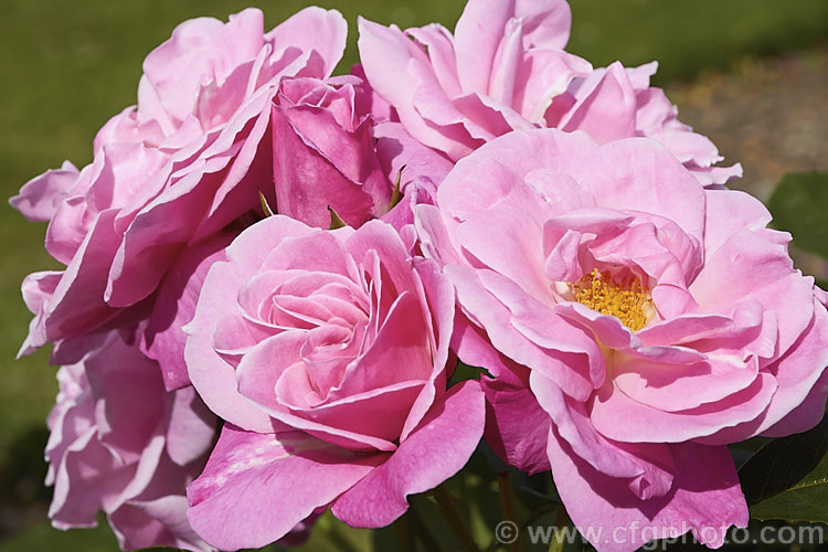 Rosa 'Wise. Woman', a Cluster-flowered (<i>Floribunda</i>) shrub rose of uncertain origins, probably. New-Zealand raised. Order: Rosales, Family: Rosaceae