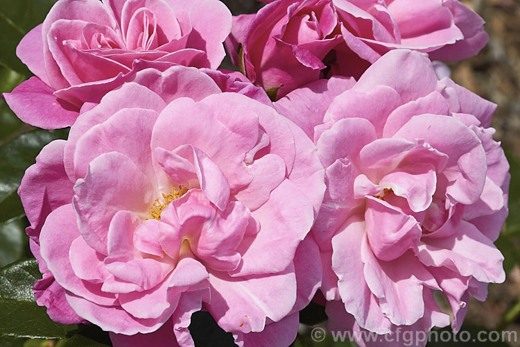 Rosa 'Wise. Woman', a Cluster-flowered (<i>Floribunda</i>) shrub rose of uncertain origins, probably. New-Zealand raised. Order: Rosales, Family: Rosaceae