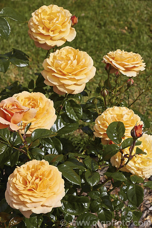 Rosa 'Beach Baby', a compact. Cluster-flowered (<i>Floribunda</i>) shrub rose raised by David Benny (<i>Camp. Hill. Roses</i>) of New Zealand. The flowers have a mild scent and appear in flushes through the warmer months. Order: Rosales, Family: Rosaceae