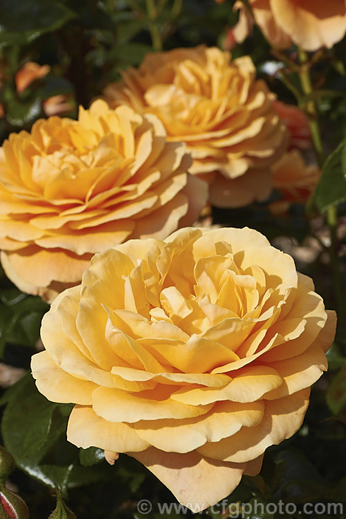 Rosa 'Beach Baby', a compact. Cluster-flowered (<i>Floribunda</i>) shrub rose raised by David Benny (<i>Camp. Hill. Roses</i>) of New Zealand. The flowers have a mild scent and appear in flushes through the warmer months. Order: Rosales, Family: Rosaceae
