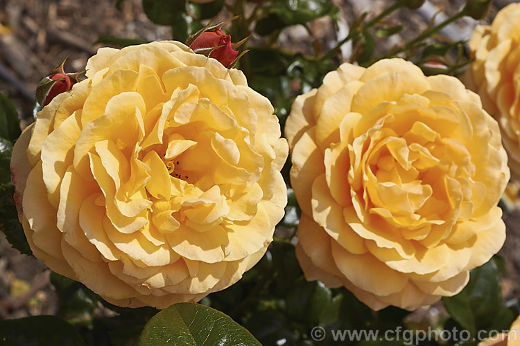 Rosa 'Beach Baby', a compact. Cluster-flowered (<i>Floribunda</i>) shrub rose raised by David Benny (<i>Camp. Hill. Roses</i>) of New Zealand. The flowers have a mild scent and appear in flushes through the warmer months. Order: Rosales, Family: Rosaceae