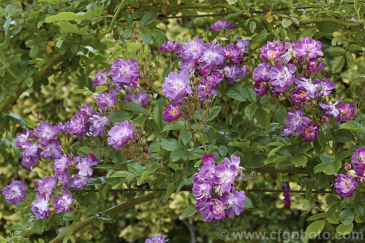 Rosa 'Veilchenblau' ('Crimson Rambler' x 'Erinnerung an Brod'), a Climbing Polyantha or Rambler. Rose with very distinctive small greyish purple flowers in abundance. It is once-blooming, fragrant and quite shade-tolerant. Order: Rosales, Family: Rosaceae