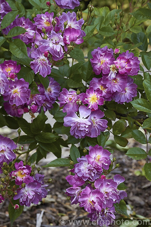 Rosa 'Veilchenblau' ('Crimson Rambler' x 'Erinnerung an Brod'), a Climbing Polyantha or Rambler. Rose with very distinctive small greyish purple flowers in abundance. It is once-blooming, fragrant and quite shade-tolerant. Order: Rosales, Family: Rosaceae