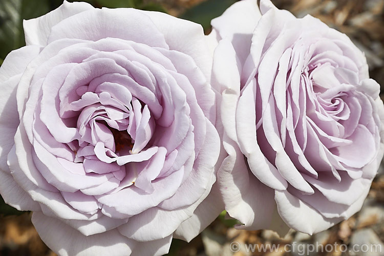 Rosa 'Hi. Ho. Silver', very fragrant. Large-flowered (<i>Hybrid Tea</i>) bush rose raised in New Zealand. The flowers are very distinctive pale lavender-grey shade. Order: Rosales, Family: Rosaceae