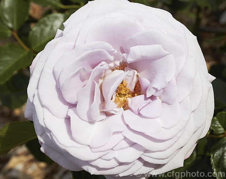 Rosa 'Hi. Ho. Silver', very fragrant. Large-flowered (<i>Hybrid Tea</i>) bush rose raised in New Zealand. The flowers are very distinctive pale lavender-grey shade. Order: Rosales, Family: Rosaceae