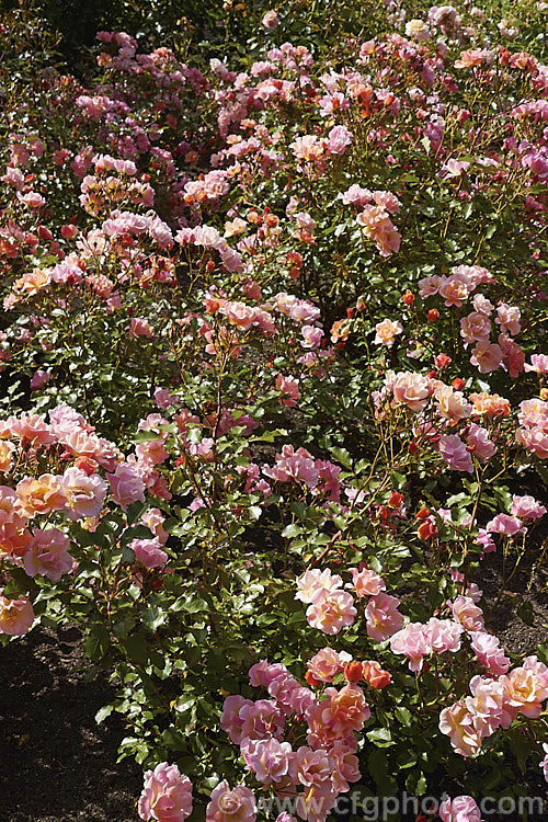 Rosa 'Fiesta. Time' ('Starburst' x 'Over. The Rainbow'), a spreading low-growing, small-flowered shrub rose usually classified as a Miniature It was raised by Williams of the United States in 1983. Order: Rosales, Family: Rosaceae
