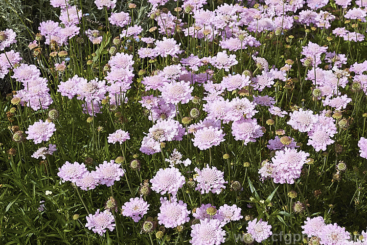 Scabiosa 'Pink Lace', a compact, very heavy-flowering hybrid scabious that blooms from mid spring until well into autumn. scabiosa-2488htm'>Scabiosa. <a href='caprifoliaceae-plant-family-photoshtml'>Caprifoliaceae</a>.