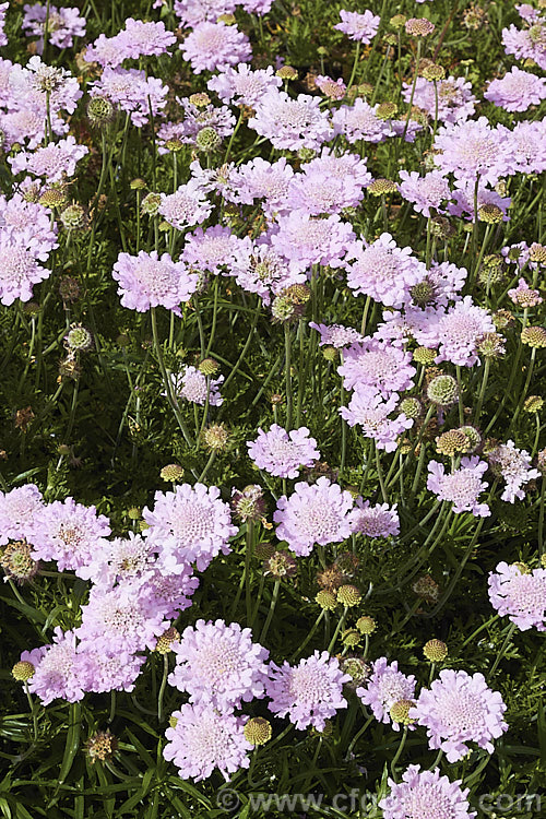 Scabiosa 'Pink Lace', a compact, very heavy-flowering hybrid scabious that blooms from mid spring until well into autumn. scabiosa-2488htm'>Scabiosa. <a href='caprifoliaceae-plant-family-photoshtml'>Caprifoliaceae</a>.