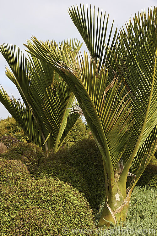 Nikau Palm or Shaving Brush Palm (<i>Rhopalostylis sapida</i>), a New Zealand feather palm also found at 44S in the Chatham Islands, making it the southernmost palm. This is the dense compact, slow-growing form found on the Chatham Islands
