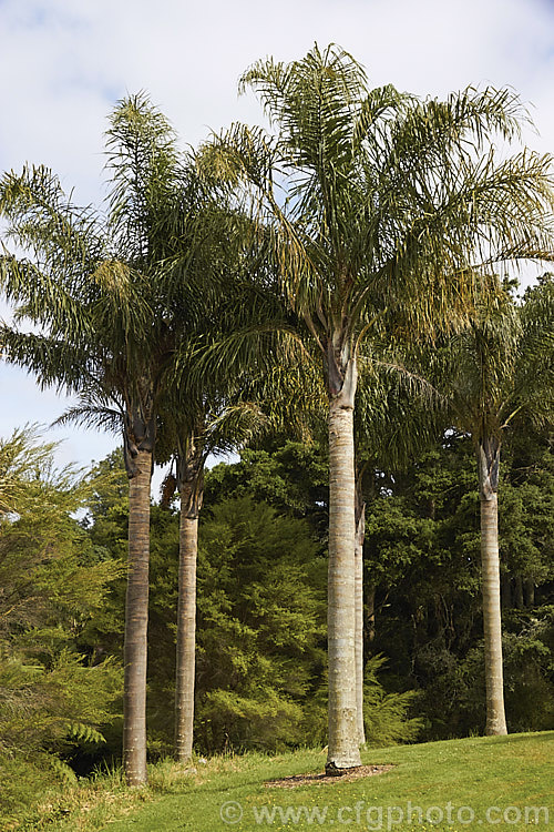 Queen Palm (<i>Syagrus romanzoffiana [syn. Arecastrum romanzoffianum]), a Brazilian feather palm that can reach 20m tall It is a common street tree in the tropics and subtropics. syagrus-2554htm'>Syagrus.