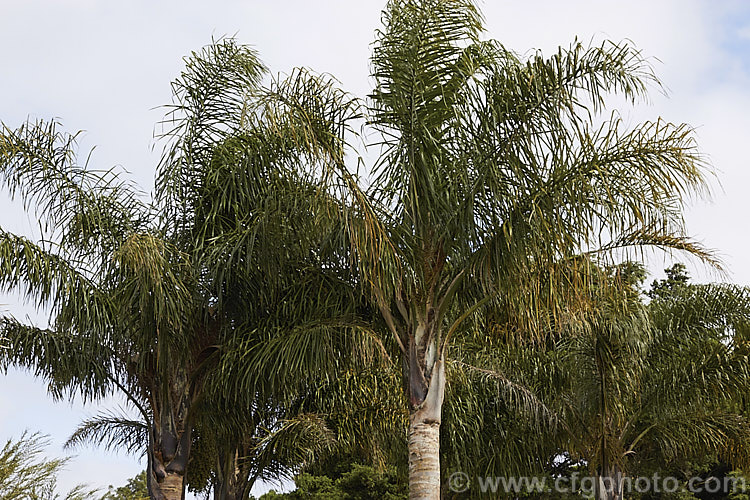 Queen Palm (<i>Syagrus romanzoffiana [syn. Arecastrum romanzoffianum]), a Brazilian feather palm that can reach 20m tall It is a common street tree in the tropics and subtropics. syagrus-2554htm'>Syagrus.
