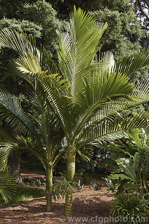 Niau or Norfolk Island Nikau (<i>Rhopalostylis bauerii</i>), a palm, very similar to the New Zealand Nikau (<i>Rhopalostylis sapida</i>), which is endemic to Norfolk Island It grows to around 10m tall
