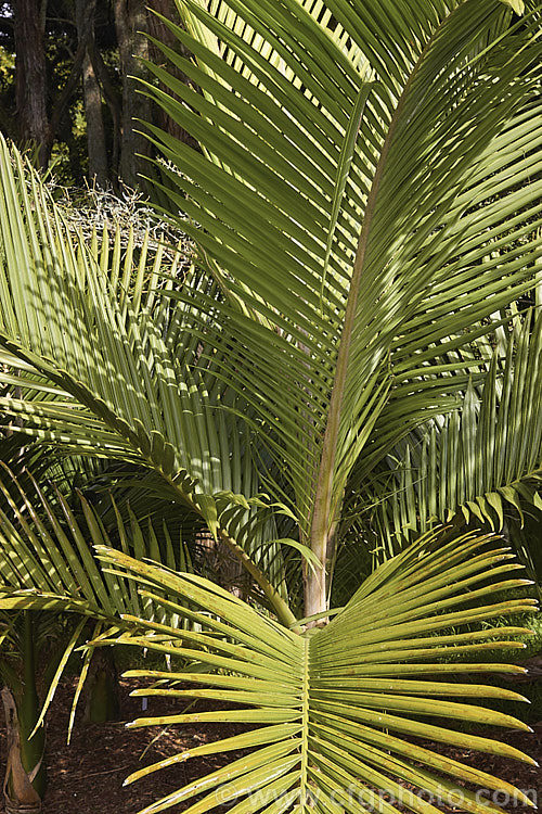 Niau or Norfolk Island Nikau (<i>Rhopalostylis bauerii</i>), a palm, very similar to the New Zealand Nikau (<i>Rhopalostylis sapida</i>), which is endemic to Norfolk Island It grows to around 10m tall