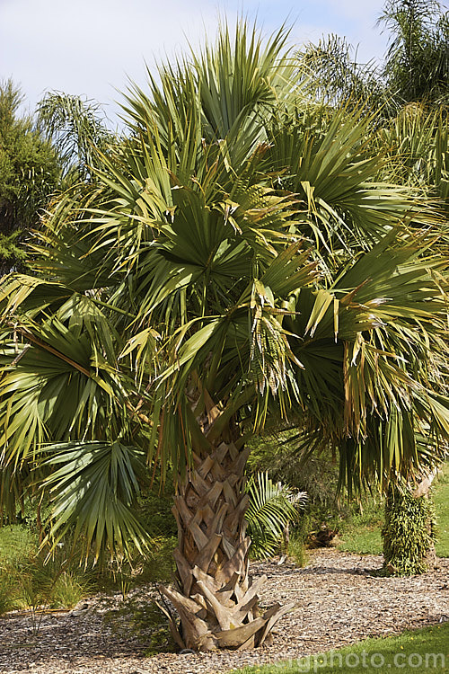 Palmetto Palm (<i>Sabal palmetto</i>), a 35m shrub to 20m tall fan palm native to the southeastern USA, the Bahamas and Cuba. It tolerates coastal conditions and is among the most frost-hardy palms, though it needs warm summer conditions to grow well. Order: Arecales, Family: Arecaceae