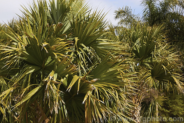 Palmetto Palm (<i>Sabal palmetto</i>), a 35m shrub to 20m tall fan palm native to the southeastern USA, the Bahamas and Cuba. It tolerates coastal conditions and is among the most frost-hardy palms, though it needs warm summer conditions to grow well. Order: Arecales, Family: Arecaceae
