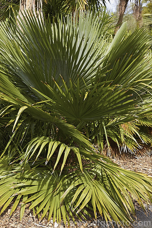 Saho. Palm, Spiny. Fibre. Palm or Brazilian. Needle. Palm (<i>Trithrinax acanthacoma</i>), a 6m tall fan palm native to southern Brazil with an outlier population in Paraguay. The trunk is covered in spines that are largely hidden by fibrous frond bases. Most botanists consider this species a form of Trithrinax brasiliensis but horticulturally it is distinct. trithrinax-2556htm'>Trithrinax.