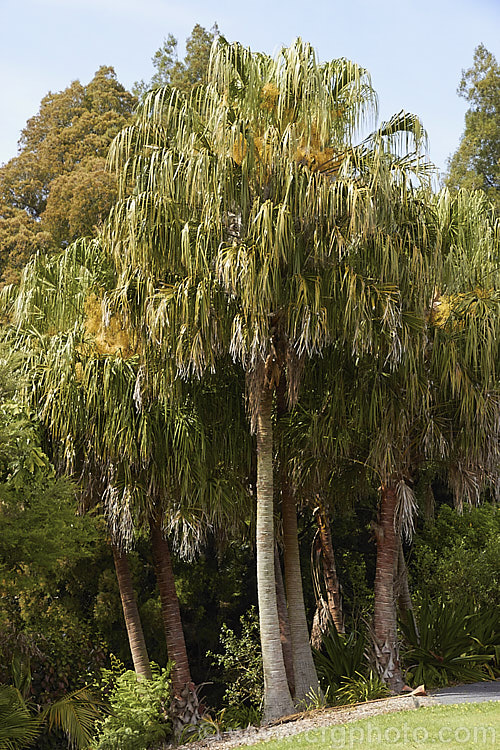 Weeping Cabbage. Palm or Ribbon. Fan Palm (<i>Livistona decora [syn. Livistona decipiens]), native to Queensland, Australia, this fan palm resembles. Livistona australis but when mature its fronds create a distinctive weeping effect and its grape-like purple-red fruits are not waxy. livistona-2547htm'>Livistona.