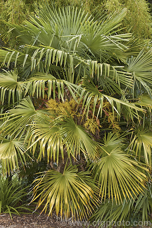 Kumaon. Palm (<i>Trachycarpus takil</i>), a 10-15m tall fan palm native to the western Himalayas of northwestern India where it occurs at elevations up to 2,700m. The general appearance is similar to Trachycarpus fortunei and Trachycarpus martianus but the trunk is not so pole-like, being broader at the base with a noticeable conical taper. trachycarpus-2555htm'>Trachycarpus.