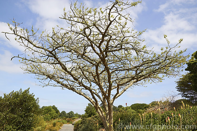 Paperbark Thorn (<i>Vachellia sieberiana [syn. Acacia sieberiana]), a dry season-deciduous tree native to tropical and southern Africa. Typical of African acacias it is a medium-sized, flat-topped tree. This species is characterised by its flaking and peeling papery bark. The flowers are creamy white and are followed by conspicuous and persistent seedpods. vachellia-2060htm'>Vachellia.