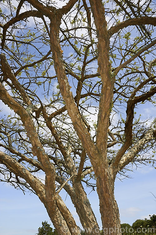 Paperbark Thorn (<i>Vachellia sieberiana [syn. Acacia sieberiana]), a dry season-deciduous tree native to tropical and southern Africa. Typical of African acacias it is a medium-sized, flat-topped tree. This species is characterised by its flaking and peeling papery bark. The flowers are creamy white and are followed by conspicuous and persistent seedpods. vachellia-2060htm'>Vachellia.