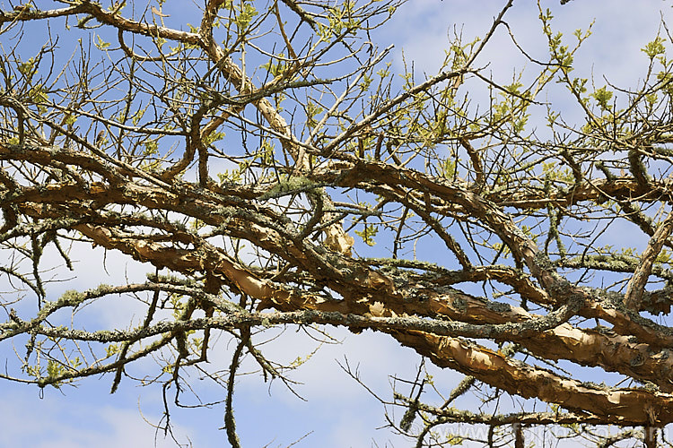 Paperbark Thorn (<i>Vachellia sieberiana [syn. Acacia sieberiana]), a dry season-deciduous tree native to tropical and southern Africa. Typical of African acacias it is a medium-sized, flat-topped tree. This species is characterised by its flaking and peeling papery bark. The flowers are creamy white and are followed by conspicuous and persistent seedpods. vachellia-2060htm'>Vachellia.