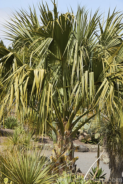Bermuda Palmetto or Bibby Tree (<i>Sabal bermudiana</i>), a fan palm endemic to Bermuda With great age it can reach 2m tall, though in cultivation it is usually considerably smaller. Its large panicles of creamy yellow flowers are followed by dark brown fruits. Order: Arecales, Family: Arecaceae