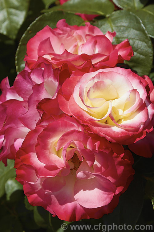 Rosa 'Tropical Delight', a Cluster-flowered (<i>Floribunda</i>) shrub rose that grows to around 13m high. Order: Rosales, Family: Rosaceae