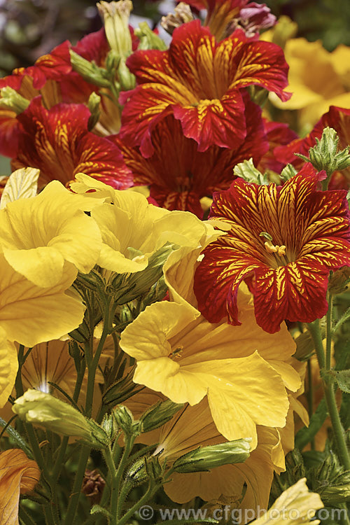 Painted Tongue (<i>Salpiglossis sinuata</i>), an annual native to Peru and Argentina. Breeding for bedding displays has produced long-flowering, large-flowered strains