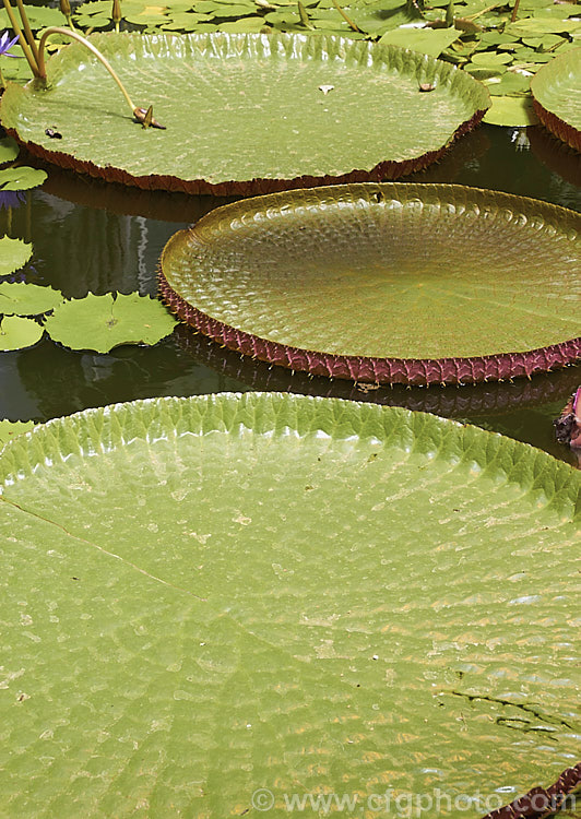 Giant Water. Lily (<i>Victoria amazonica</i>), a nocturnally flowering water lily native to tropical South America. Its scented white flowers, up to 45cm across, open from pink buds and age to pink. The leaves, which are up to 3m wide, are purplish on the undersides with soft spines and conspicuous veins. The architect and gardener. Sir Joseph. Paxton (1803-65) was the first to flower the plant in England and the veining of the leaves was said to be the inspiration for the girder-work of the Crystal. Palace, which he designed. victoria-3389htm'>Victoria. <a href='nymphaeaceae-plant-family-photoshtml'>Nymphaeaceae</a>.