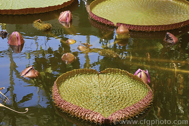 Giant Water. Lily (<i>Victoria amazonica</i>), a nocturnally flowering water lily native to tropical South America. Its scented white flowers, up to 45cm across, open from pink buds and age to pink. The leaves, which are up to 3m wide, are purplish on the undersides with soft spines and conspicuous veins. The architect and gardener. Sir Joseph. Paxton (1803-65) was the first to flower the plant in England and the veining of the leaves was said to be the inspiration for the girder-work of the Crystal. Palace, which he designed. victoria-3389htm'>Victoria. <a href='nymphaeaceae-plant-family-photoshtml'>Nymphaeaceae</a>.