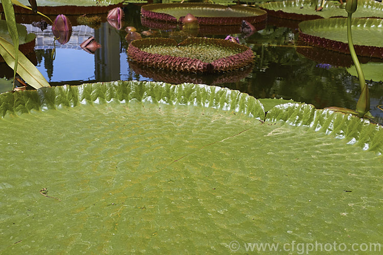 Giant Water. Lily (<i>Victoria amazonica</i>), a nocturnally flowering water lily native to tropical South America. Its scented white flowers, up to 45cm across, open from pink buds and age to pink. The leaves, which are up to 3m wide, are purplish on the undersides with soft spines and conspicuous veins. The architect and gardener. Sir Joseph. Paxton (1803-65) was the first to flower the plant in England and the veining of the leaves was said to be the inspiration for the girder-work of the Crystal. Palace, which he designed. victoria-3389htm'>Victoria. <a href='nymphaeaceae-plant-family-photoshtml'>Nymphaeaceae</a>.