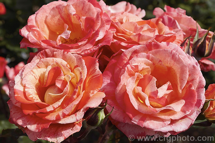 Rosa 'Michelangelo' (syn 'The Painter' ['Louise. Gardner' x seedling]), a Cluster-flowered (<i>Floribunda</i>) bush raised by McGredy of New Zealand and introduced in 1995. Order: Rosales, Family: Rosaceae