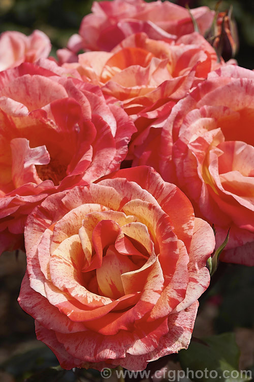 Rosa 'Michelangelo' (syn 'The Painter' ['Louise. Gardner' x seedling]), a Cluster-flowered (<i>Floribunda</i>) bush raised by McGredy of New Zealand and introduced in 1995. Order: Rosales, Family: Rosaceae