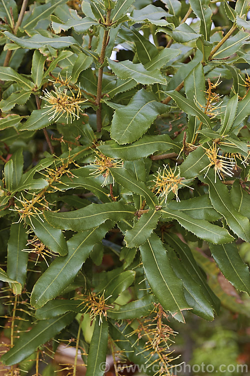 The foliage and flowers of the 'Maroochy'. Macadamia. Nut (<i>Macadamia tetraphylla 'Maroochy'), a Macadamia. Nut cultivar that is very productive from a young age. The nuts are quite small but have an excellent buttery texture and good flavour. There are two. Macadamia species grown for their nuts — integrifolia and tetraphylla — both natives of eastern Australia. macadamia-2517htm'>Macadamia.