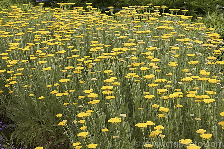 Sweet Nancy (<i>Achillea ageratum</i> [syn. <i>Achillea decolorans</i>]), a summer-flowering perennial, up to 80cm tall, native to the western Mediterranean region. There are several cultivated forms. Order: Asterales, Family: Asteraceae