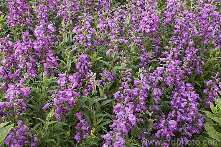 <a href='plantaginaceae-plant-family-photoshtml'>Plantaginaceae</a>
