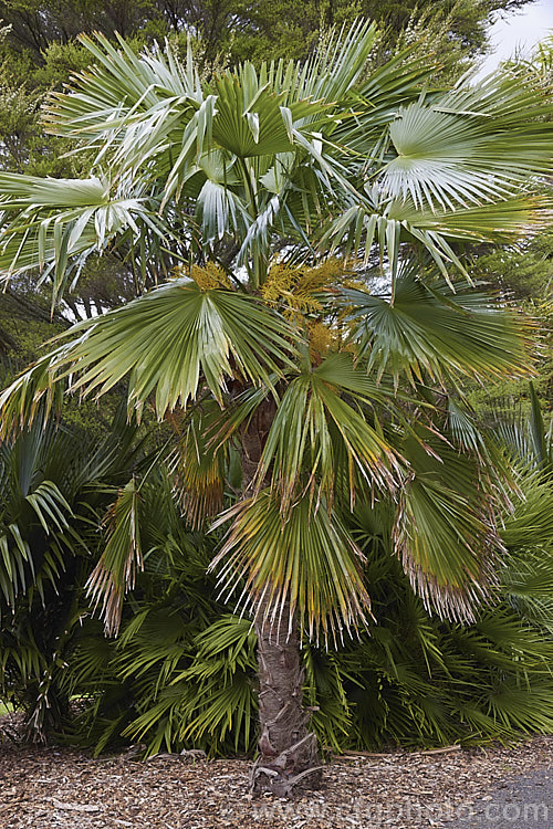 Martius'. Fan Palm or Khasia. Hills. Fan Palm (<i>Trachycarpus martianus</i>), a fan palm native to northern India and Nepal where it occurs at elevations up to 2,500m. Unlike many Trachycarpus species, the trunk is bare, not covered in fibre. trachycarpus-2555htm'>Trachycarpus.