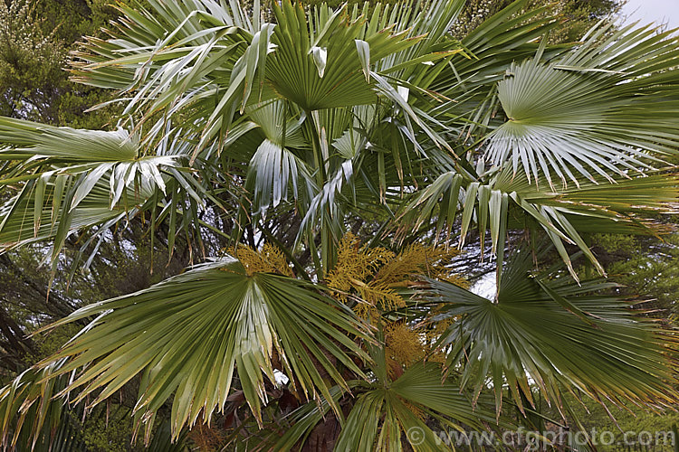 Martius'. Fan Palm or Khasia. Hills. Fan Palm (<i>Trachycarpus martianus</i>), a fan palm native to northern India and Nepal where it occurs at elevations up to 2,500m. Unlike many Trachycarpus species, the trunk is bare, not covered in fibre. trachycarpus-2555htm'>Trachycarpus.