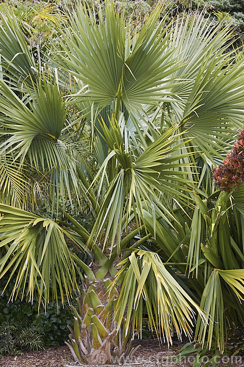 Puerto Rican Hat Palm (<i>Sabal causiarum</i>), a 16m tall fan palm native to Puerto Rico. It produces large sprays of cream flowers that are followed by abundant 1cm diameter black fruit. Order: Arecales, Family: Arecaceae
