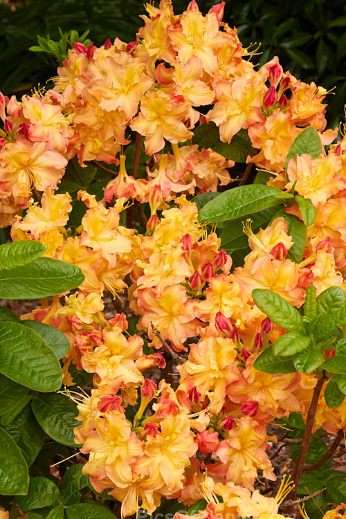 <i>Rhododendron</i> (deciduous azalea</i>) 'Delicious', a semi-double flowered hybrid raised by Blue Mountain Nurseries of New Zealand. It grows to around 1.5m tall Order: Ericales, Family: Ericaceae