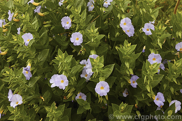 Natal. Bluebell (<i>Thunbergia natalensis</i>), an evergreen 1m high and wide shrub found in the eastern regions of South Africa. The flowers appear in abundance from mid-spring. In a suitable climate the plant can survive by becoming dry season deciduous. Order: Asterales, Family: Asteraceae
