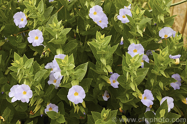 Natal. Bluebell (<i>Thunbergia natalensis</i>), an evergreen 1m high and wide shrub found in the eastern regions of South Africa. The flowers appear in abundance from mid-spring. In a suitable climate the plant can survive by becoming dry season deciduous. Order: Asterales, Family: Asteraceae