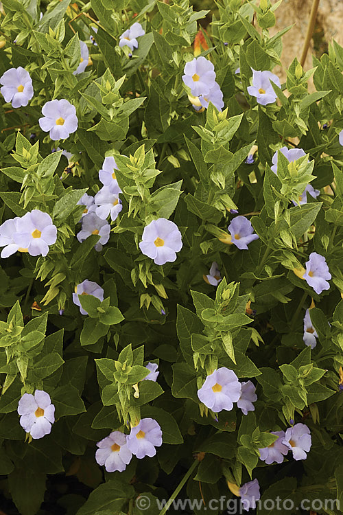 Natal. Bluebell (<i>Thunbergia natalensis</i>), an evergreen 1m high and wide shrub found in the eastern regions of South Africa. The flowers appear in abundance from mid-spring. In a suitable climate the plant can survive by becoming dry season deciduous. Order: Asterales, Family: Asteraceae