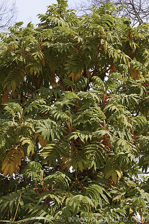 Kosso (<i>Hagenia abyssinica</i>), an evergreen tree up to 20m tall, native to the higher regions of central and eastern Africa. It has distinctive grey-green pinnate foliage on red-tinted stems and large panicles of tiny pink flowers that are followed by small dry brown fruits. In much of Africa it is an important medicinal tree, especially for the control of intestinal worms. Order: Rosales, Family: Rosaceae