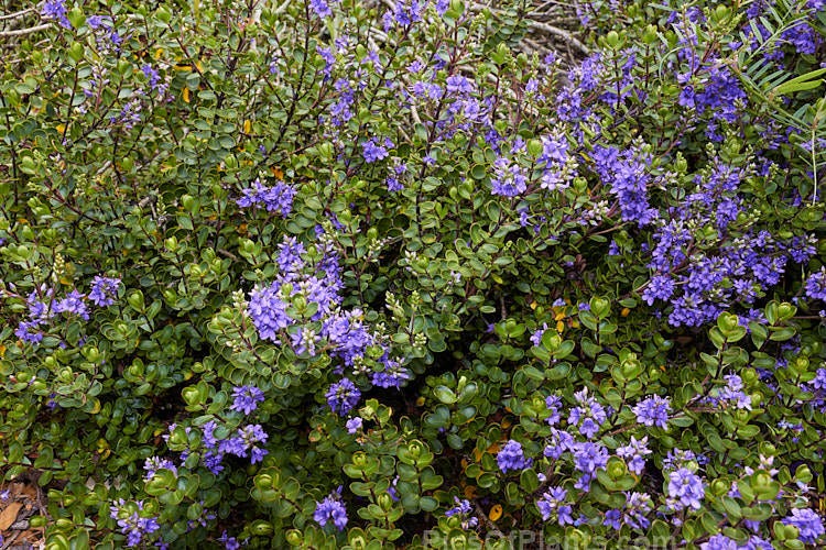 <i>Veronica</i> (syn. <i>Hebe</i>) 'Champion' (syn. 'Champseiont'), some listed as a cultivar of Hebe macrantha, this low, spreading bush flowers most heavily in summer. Its stems are purplish-red as are often the edges of its small leathery leaves. Its parentage appears to be Hebe macrantha x 'Autumn Glory'. Order: Lamiales, Family: Plantaginaceae
