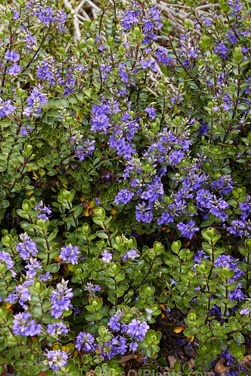 <i>Veronica</i> (syn. <i>Hebe</i>) 'Champion' (syn. 'Champseiont'), some listed as a cultivar of Hebe macrantha, this low, spreading bush flowers most heavily in summer. Its stems are purplish-red as are often the edges of its small leathery leaves. Its parentage appears to be Hebe macrantha x 'Autumn Glory'. Order: Lamiales, Family: Plantaginaceae