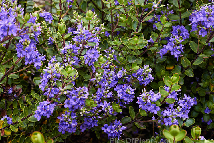 <i>Veronica</i> (syn. <i>Hebe</i>) 'Champion' (syn. 'Champseiont'), some listed as a cultivar of Hebe macrantha, this low, spreading bush flowers most heavily in summer. Its stems are purplish-red as are often the edges of its small leathery leaves. Its parentage appears to be Hebe macrantha x 'Autumn Glory'. Order: Lamiales, Family: Plantaginaceae