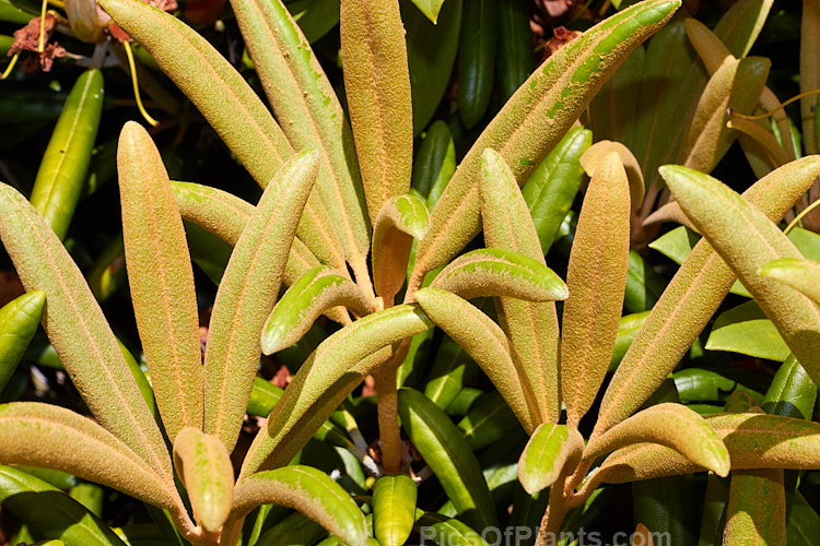 <i>Rhododendron degronianum</i> subsp. <i>yakushimanum</i> (syn. <i>Rhododendron yakushimanum</i>), a parent of many garden hybrids, this compact, relatively late blooming, heavy flowering shrub is a native of Yakushima Island off southern Japan. Order: Ericales, Family: Ericaceae