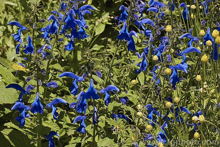 Gentian Sage (<i>Salvia patens</i>), a 30–100cm high, late summer- to autumn-flowering herbaceous perennial found over large parts of central Mexico. There are several cultivated forms differing in size and flower colour. Order: Lamiales, Family: Lamiaceae